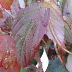 Viburnum Setigerum 5 Viburnum Setigerum -Future Forests Viburnum setigerum 3