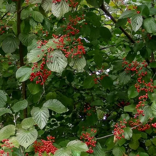 Viburnum Wrightii 2 Viburnum Wrightii - Image 2