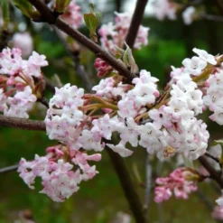 Viburnum X Bodnantense Charles Lamont