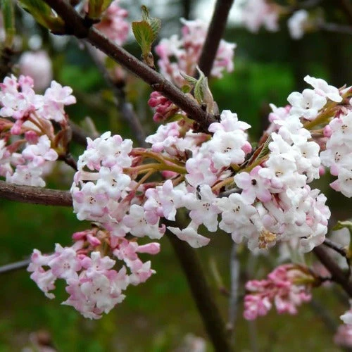 Viburnum X Bodnantense Charles Lamont 1 Viburnum X Bodnantense Charles Lamont