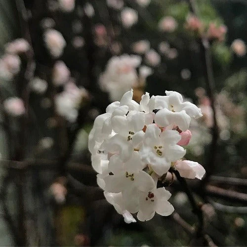 Viburnum X Bodnantense Charles Lamont 2 Viburnum X Bodnantense Charles Lamont - Image 2