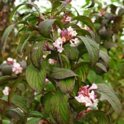 Viburnum X Bodnantense Charles Lamont 5 Viburnum X Bodnantense Charles Lamont -Future Forests Viburnum x bodnantense Charles Lamont04