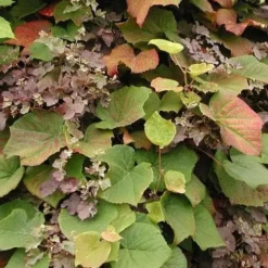 Vitis Coignetiae 8 Vitis Coignetiae -Future Forests Vitis Coignetiae 01