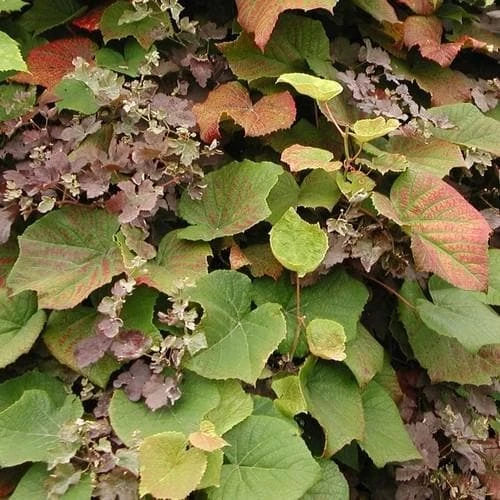 Vitis Coignetiae 3 Vitis Coignetiae - Image 3