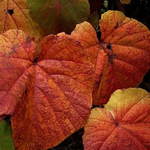 Vitis Coignetiae 4 Vitis Coignetiae - Image 4