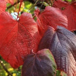 Vitis Coignetiae 10 Vitis Coignetiae -Future Forests Vitis Coignetiae 03
