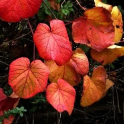 Vitis Coignetiae 11 Vitis Coignetiae -Future Forests Vitis Coignetiae 04