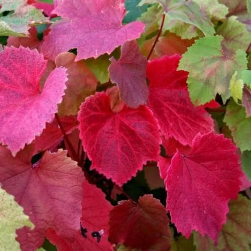 Vitis Coignetiae 1 Vitis Coignetiae