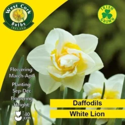 Daffodil White Lion -Future Forests White Lion