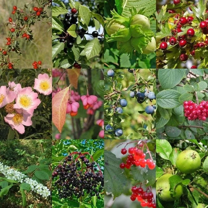 Native Wildlife Fruiting Hedge Mix 1 Native Wildlife Fruiting Hedge Mix