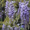 Wisteria Floribunda Issai-naga