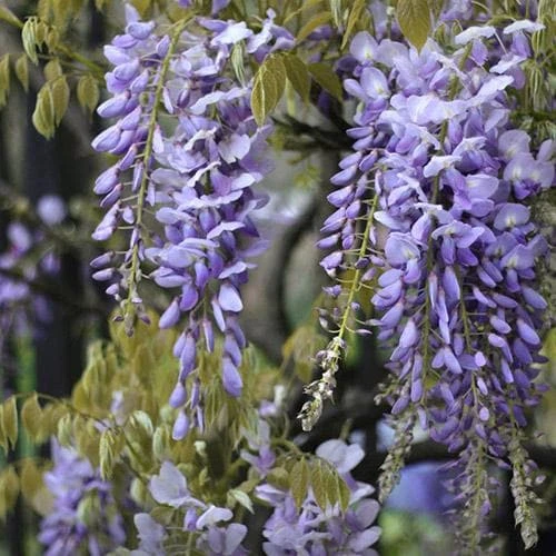 Wisteria Floribunda Issai-naga 1 Wisteria Floribunda Issai-naga