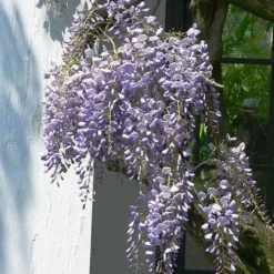 Wisteria Floribunda Issai-naga 6 Wisteria Floribunda Issai-naga -Future Forests Wisteria floribunda Issai naga 03
