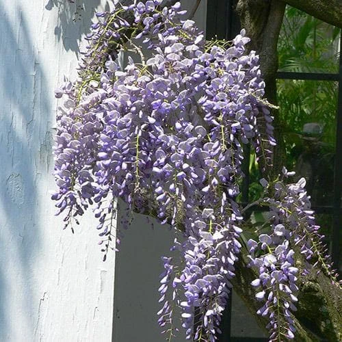 Wisteria Floribunda Issai-naga 3 Wisteria Floribunda Issai-naga - Image 3
