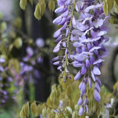 Wisteria Floribunda Issai-naga 4 Wisteria Floribunda Issai-naga - Image 4