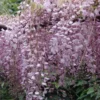Wisteria Floribunda Rosea (Hon-beni)