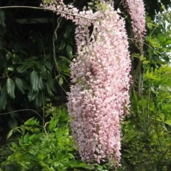 Wisteria Floribunda Rosea (Hon-beni) -Future Forests Wisteria floribunda Rosea 05