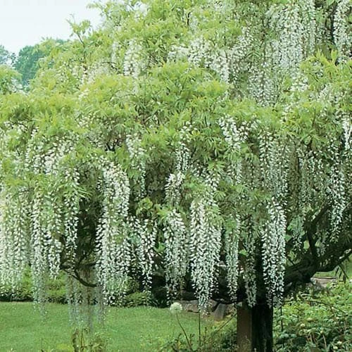 Wisteria Floribunda Longissima Alba (Shiro-noda) 2 Wisteria Floribunda Longissima Alba (Shiro-noda) - Image 2