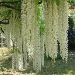 Wisteria Floribunda Longissima Alba (Shiro-noda) 7 Wisteria Floribunda Longissima Alba (Shiro-noda) -Future Forests Wisteria floriibunda Longissima Alba 02