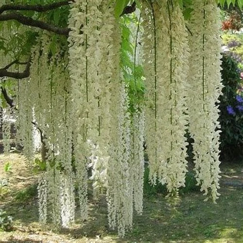 Wisteria Floribunda Longissima Alba (Shiro-noda) 4 Wisteria Floribunda Longissima Alba (Shiro-noda) - Image 4