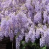 Wisteria Sinensis