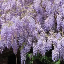 Wisteria Sinensis