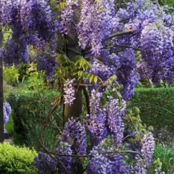 Wisteria Sinensis -Future Forests Wisteria sinensis 04