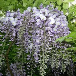 Wisteria Sinensis -Future Forests Wisteria sinensis 05