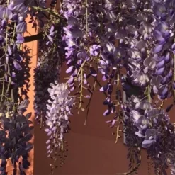 Wisteria Sinensis Boskoop -Future Forests Wisteria sinensis Boskoop 03