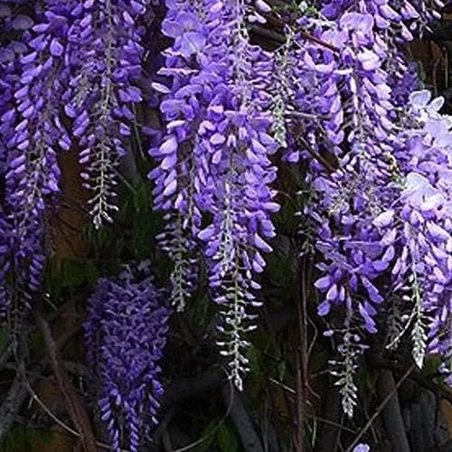 Wisteria Sinensis Prolific 1 Wisteria Sinensis Prolific