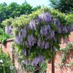 Wisteria Floribunda Domino 5 Wisteria Floribunda Domino -Future Forests Wisteria Domino 01
