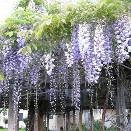 Wisteria Floribunda Domino 2 Wisteria Floribunda Domino - Image 2
