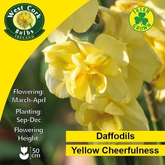 Daffodil Yellow Cheerfulness 2 Daffodil Yellow Cheerfulness - Image 2