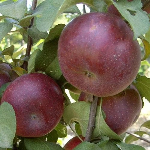 Apple Api Noir 1 Apple Api Noir