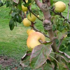 Apple Arthur Turner -Future Forests arthur turner02