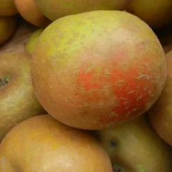 Apple Ashmead's Kernel -Future Forests ashmeads kernel06