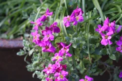 Alpine And Rockery Perennials Mix -Future Forests aubretia 5020823 scaled