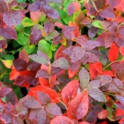 Blueberry Goldtraube -Future Forests blueberry goldtraube 4