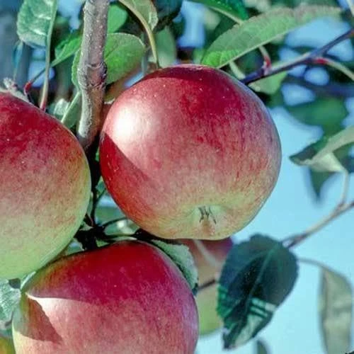 Apple Braeburn 1 Apple Braeburn