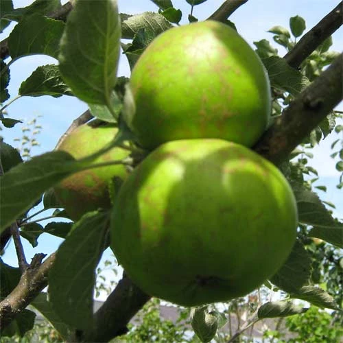 Apple Brown Crofton 2 Apple Brown Crofton - Image 2