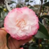 Camelia Japonica Nuccio's Pearl