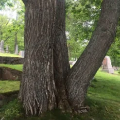Castanea Sativa Bouche De Bétizac - Sweet Chestnut 9 Castanea Sativa Bouche De Bétizac - Sweet Chestnut -Future Forests castanea 01