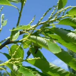 Castanea Sativa Bouche De Bétizac - Sweet Chestnut 10 Castanea Sativa Bouche De Bétizac - Sweet Chestnut -Future Forests castanea 02