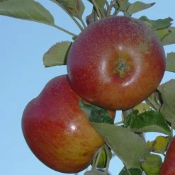 Apple Chisel Jersey 6 Apple Chisel Jersey -Future Forests chisel jersey04