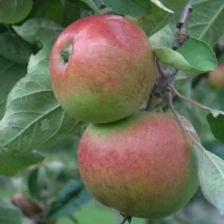 Apple Chisel Jersey 7 Apple Chisel Jersey -Future Forests chisel jersey05