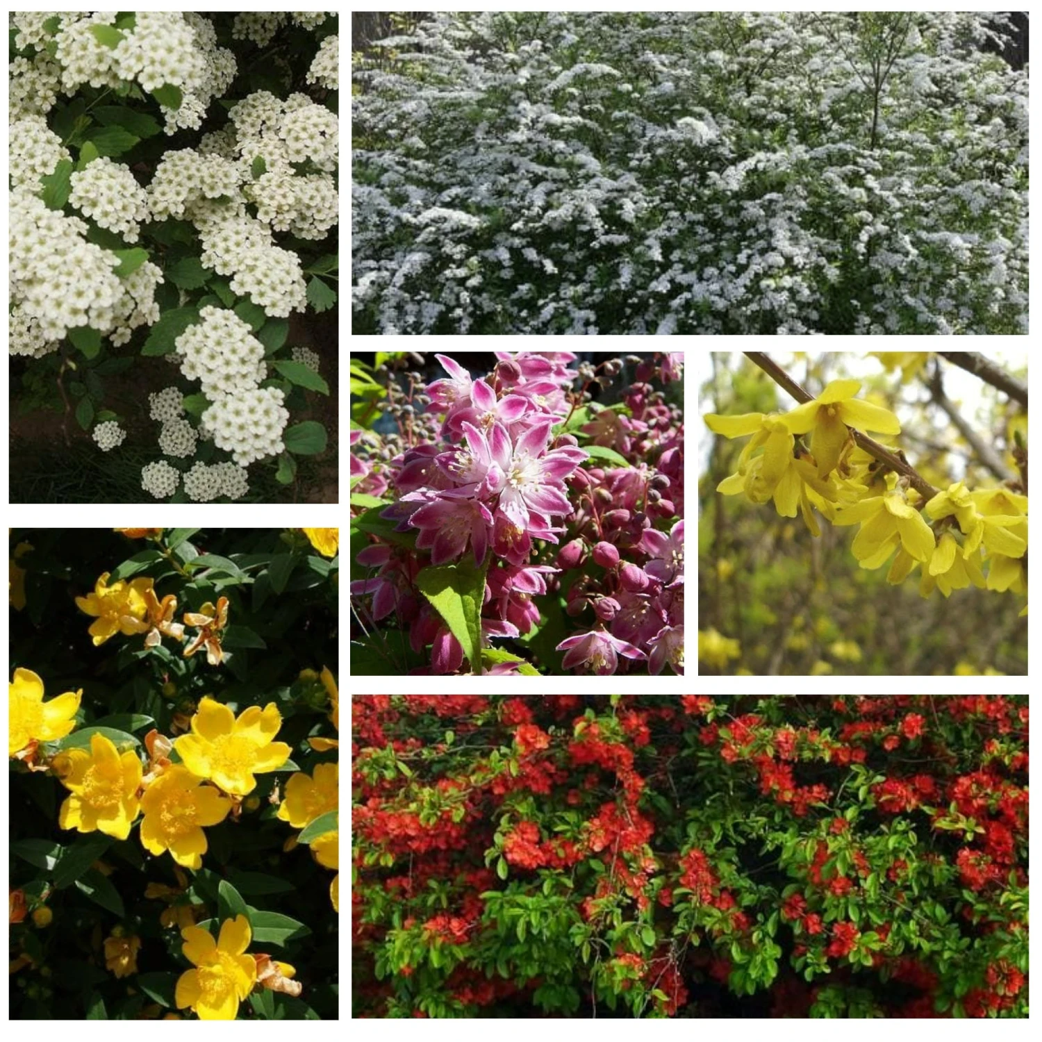 Mixed Flowering Hedge 1 Mixed Flowering Hedge