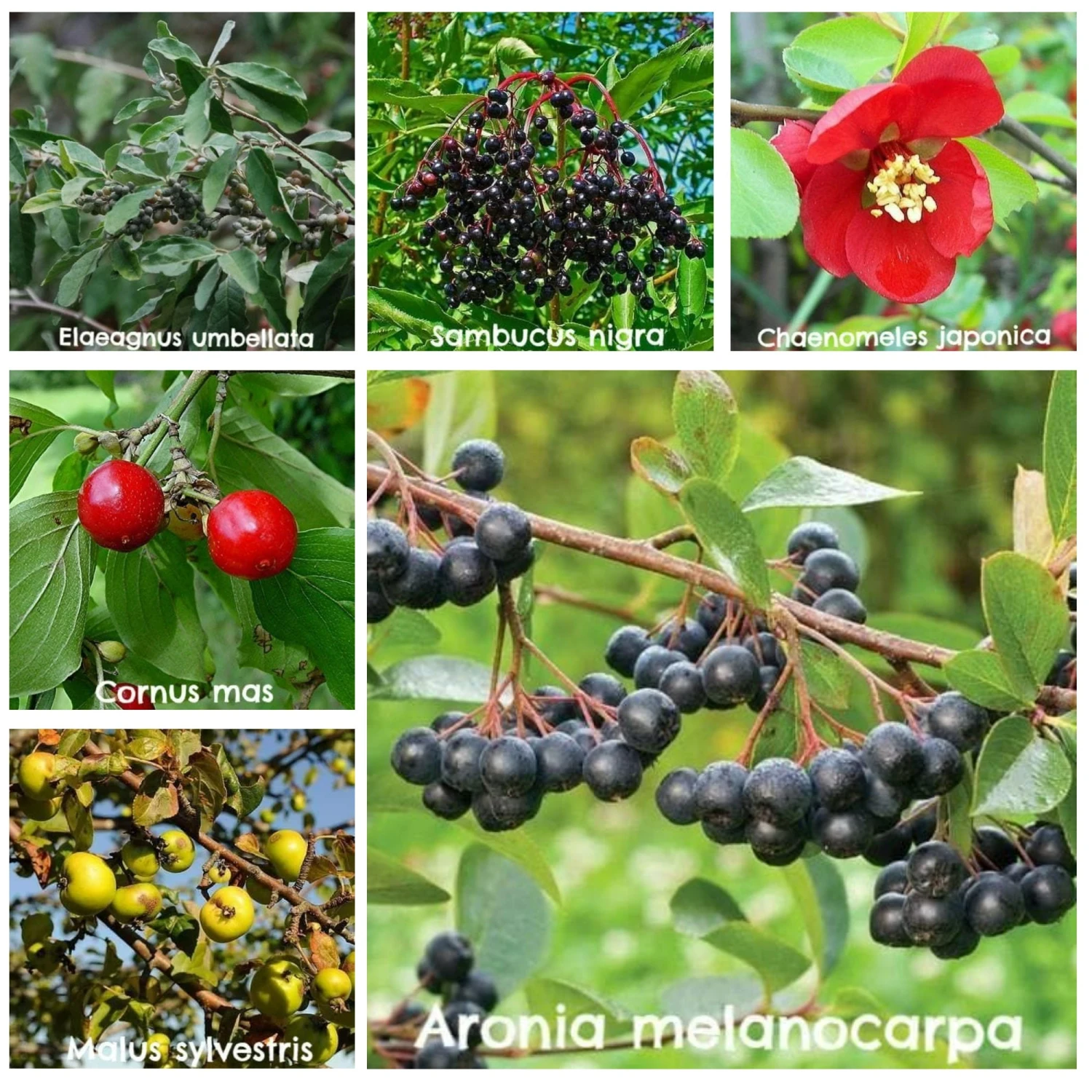 Permaculture Hedge Mix 1 Permaculture Hedge Mix