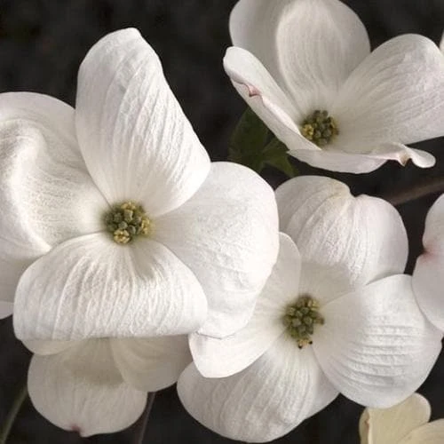 Cornus Eddie's White Wonder 2 Cornus Eddie's White Wonder - Image 2
