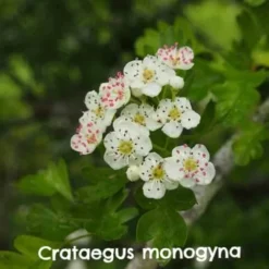 Native Wildlife Fruiting Hedge Mix 16 Native Wildlife Fruiting Hedge Mix -Future Forests crataegus monogyna FFJPG 1 f2b81150 1406 40ca bc15 0e3a33587d48
