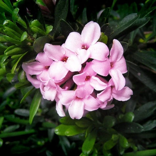 Daphne X Transatlantica Pink Fragrance 1 Daphne X Transatlantica Pink Fragrance